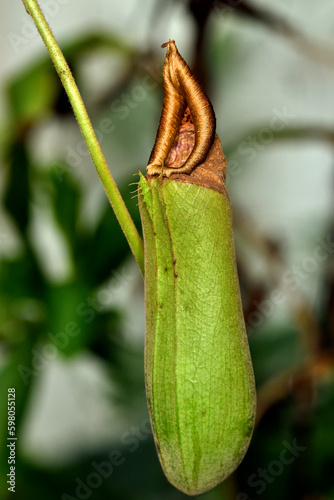 planta jarra tropical (nepenthes mirabilis) photo