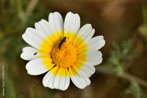 escarabajo  oedemera femorata  sobre una flor amarilla y blanca 