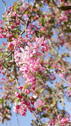 Blooming pink apple tree close-up in April