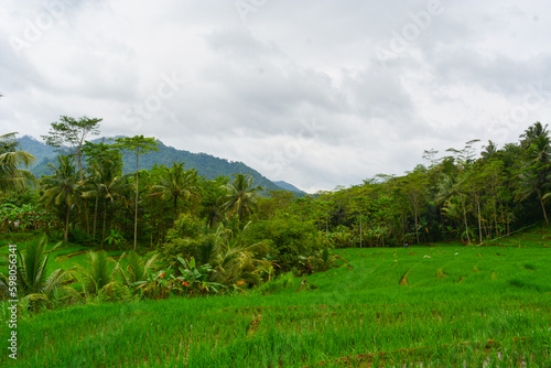 Close up view of group rice plant (Oryza sativa) in paddy field, Indonesia. No people