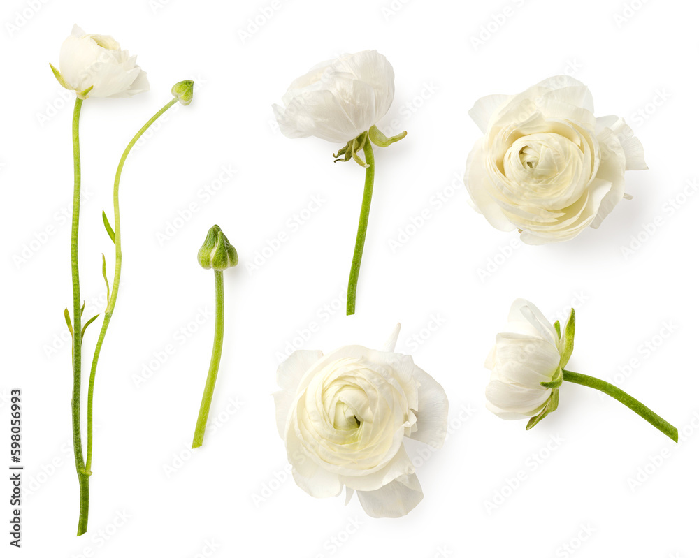 set / collection of white or cream colored buttercup (ranunculus) flowers and buds 2, isolated romantic spring design elements over a transparent background, top view / flat lay  - obrazy, fototapety, plakaty 