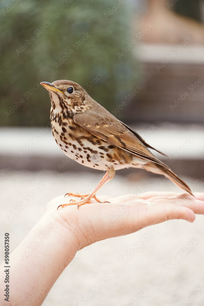 Fototapeta premium Beautiful brown bird with brown spots on the hands of a person. Song Thrush,Turdus Philomelos.