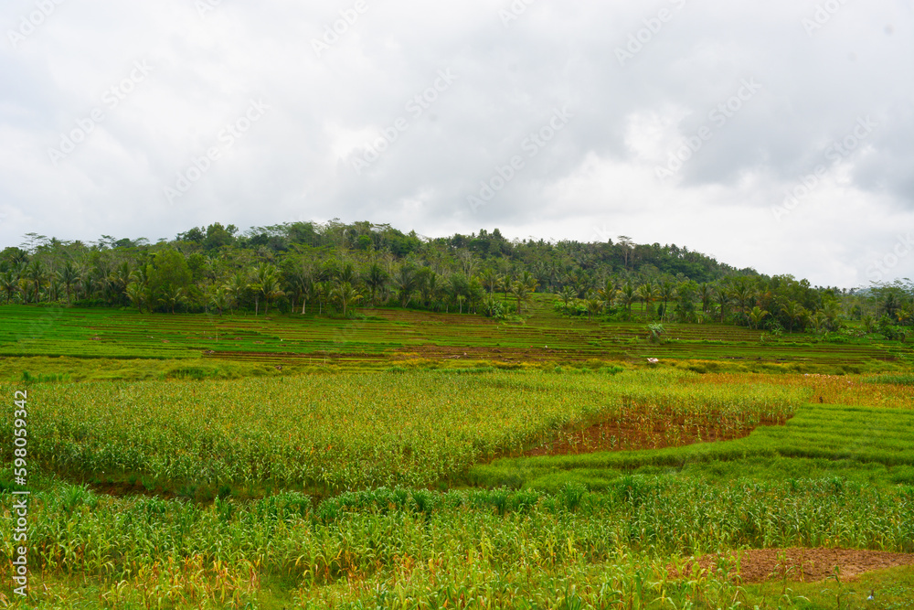 Close up view of group rice plant (Oryza sativa) in paddy field, Indonesia. No people