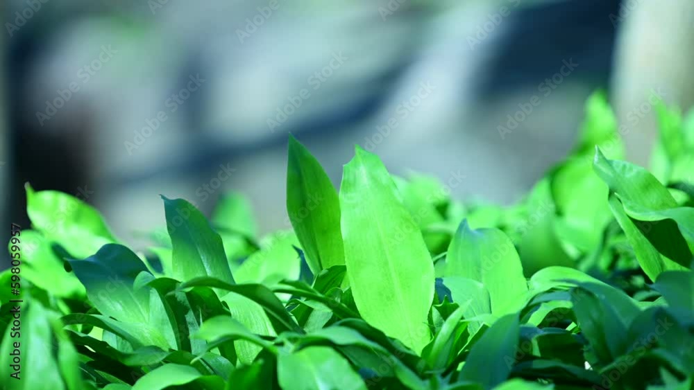 Fresh Green Leaves in Soft Sunlight Fresh Green Leaves in Soft Sunlight