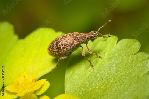 small bug Pea leaf weevil on the wall