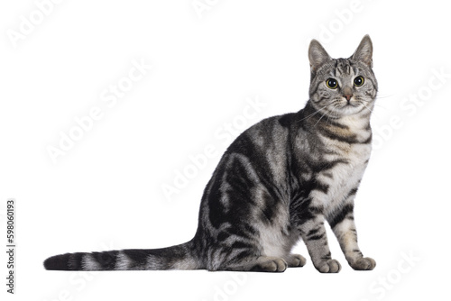 Adorable female young European Shorthair cat, sitting up side ways. Looking towards camera. Isolated cutout on a transparent background.