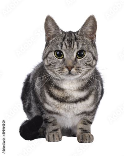 Adorable male young European Shorthair cat  laying down facing front. Looking straight to camera. Isolated cutout on a transparent background.
