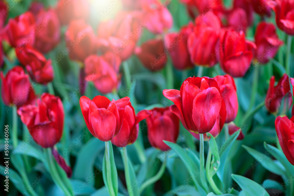 Beautiful red Tulip Flower in garden. flower background
