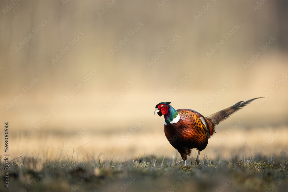 Fototapeta premium Common pheasant Phasianus colchius Ring-necked pheasant in natural habitat, grassland in early spring