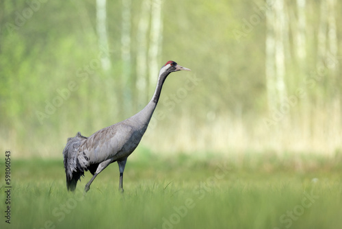 Wild common crane, grus grus, walking on hay field in spring nature. Large feathered bird landing on meadow from side view. Animal wildlife in wilderness © Marcin Perkowski