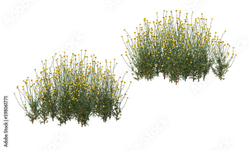 Variety of grasses and plants on transparent background