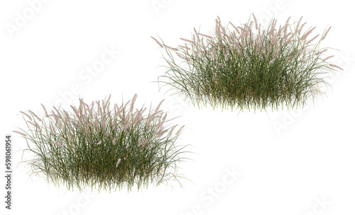 Variety of grasses and plants on transparent background