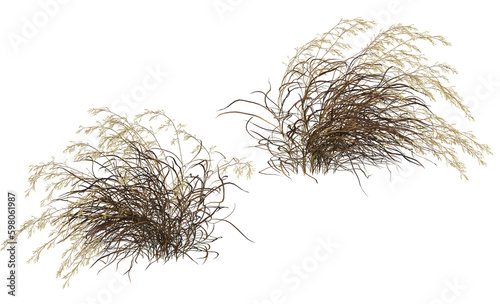 Variety of grasses and plants on transparent background
