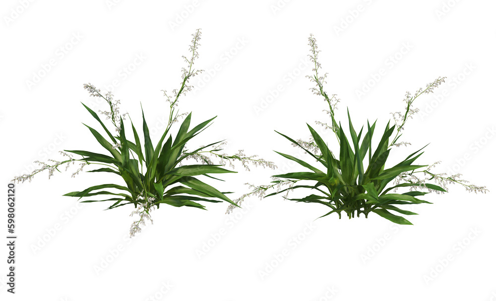 Variety of grasses and plants on transparent background Variety of grasses and plants on transparent background