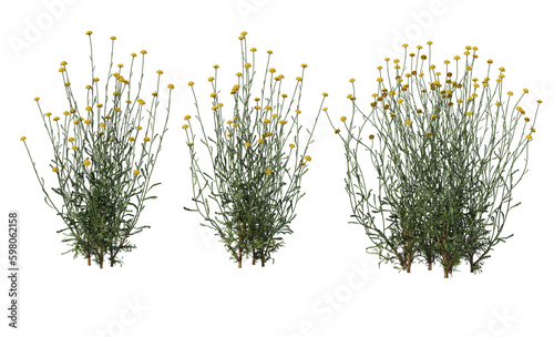 Variety of grasses and plants on transparent background