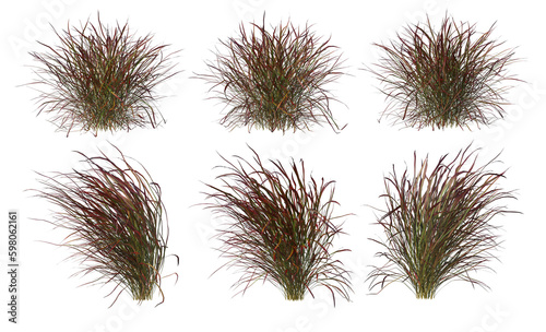 Variety of grasses and plants on transparent background © jomphon