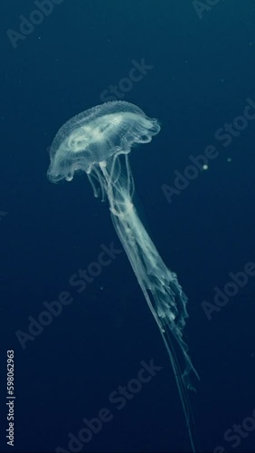 Mauve Stinger Jellyfish swim up from the deep sea. Mauve Stinger, Night-lightx Jellyfish, Phosphorescent jelly or Purple people eater (Pelagia noctiluca) swims on deph blue of the Ocean photo