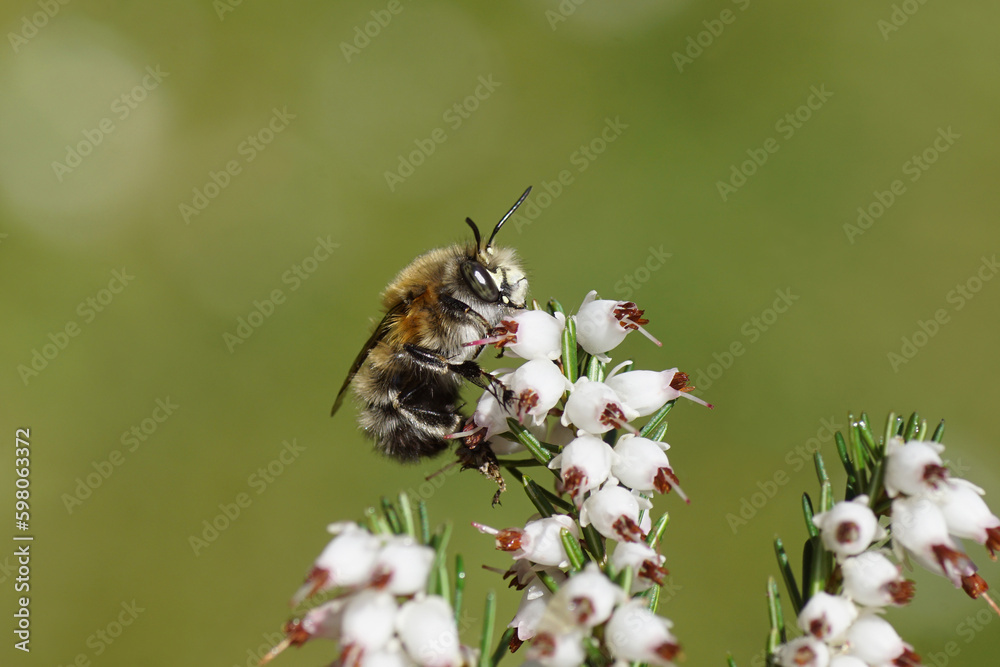 Close up hairy-footed flower bee (Anthophora plumipes) o nwhite flowers of Winter heath (Erica carnea). Dutch garden, Spring, April, Netherlands