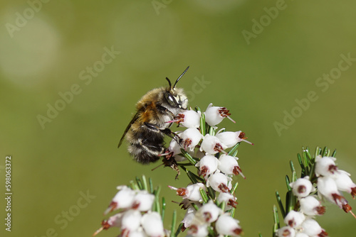 Close up hairy-footed flower bee (Anthophora plumipes) o nwhite flowers of Winter heath (Erica carnea). Dutch garden, Spring, April, Netherlands photo