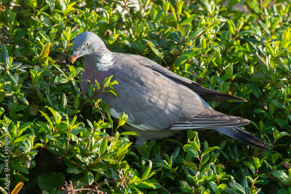 Fototapeta premium Pigeon ramier,.Columba palumbus, Common Wood Pigeon