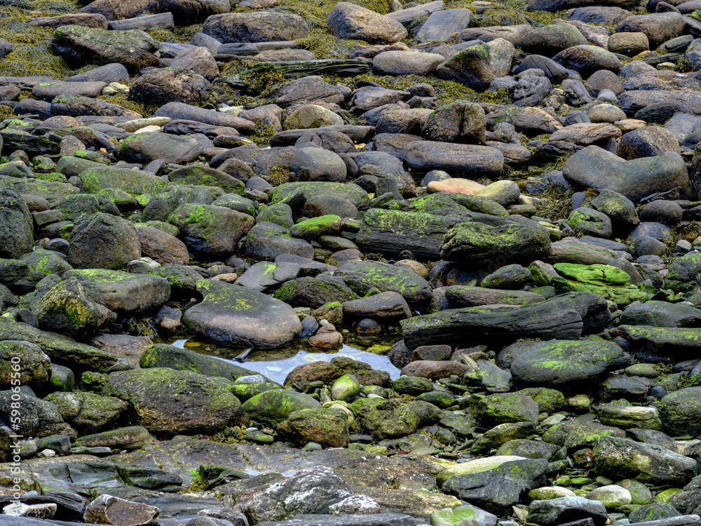Low tide on the Maine coast at the Rachel Carson of Silent Spring fame conservation area with moss covered rocks and tidal pools