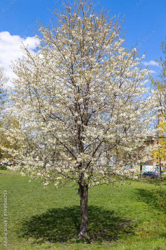 Lush white flowering fruit tree under blue sky with clouds in spring. Lush white flowering fruit tree under blue sky with clouds in spring.