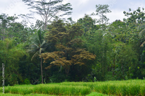 Close up view of group rice plant (Oryza sativa) in paddy field, Indonesia. No people