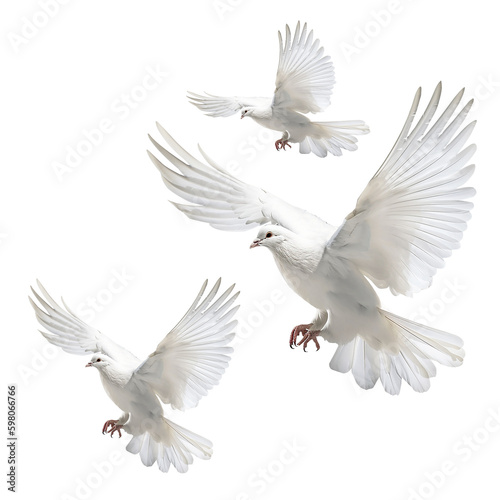 white dove isolated on white © I LOVE PNG