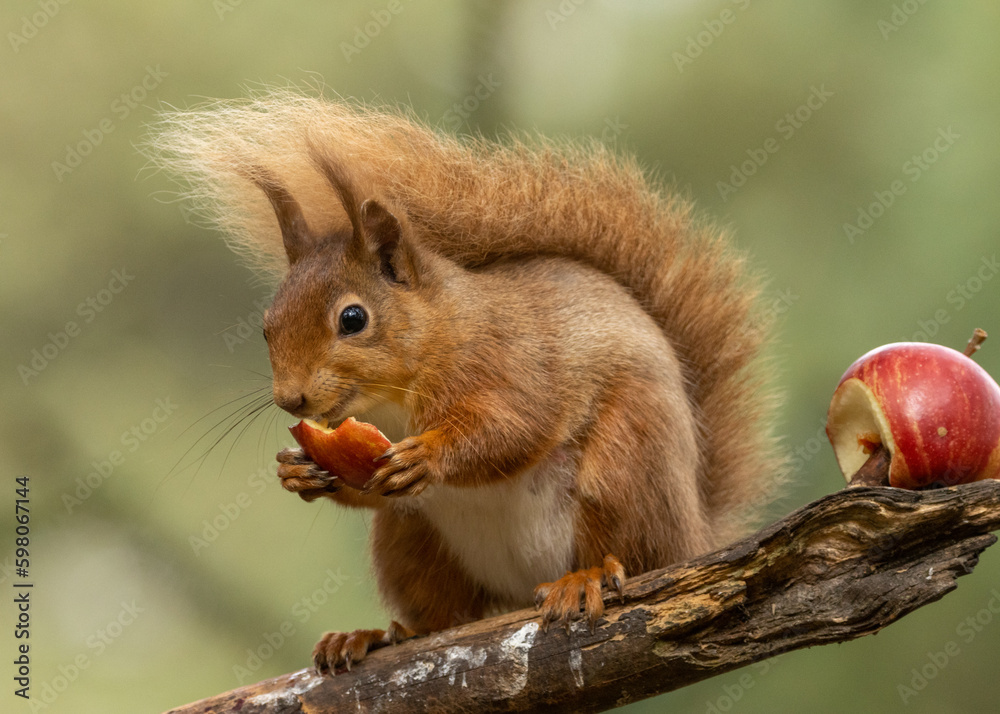 Fototapeta premium Pregnant female scottish red squirrel sitting on a branch eating a chunk of red apple with beautiful natural green background in the woodland