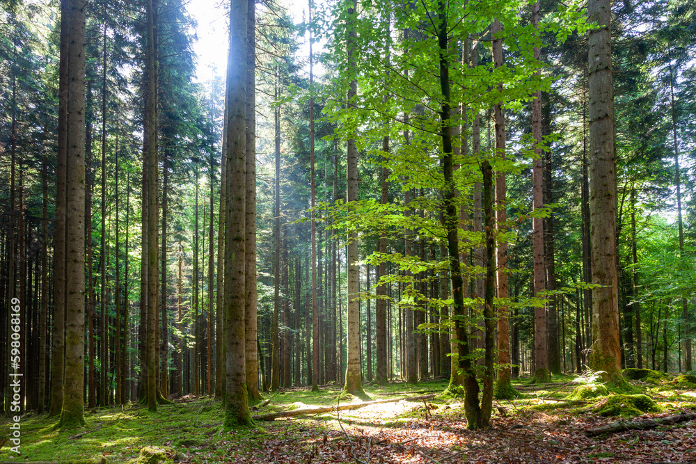 Obraz premium Beautiful sunlight inside the forest. Tall trees in the green woods.