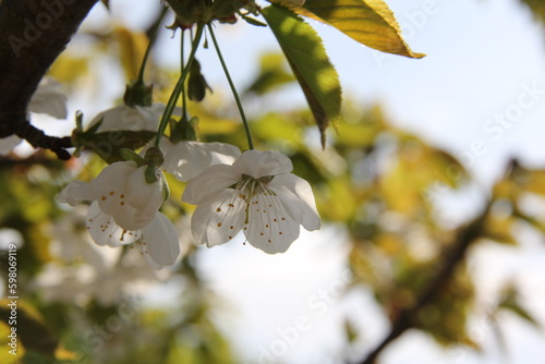 Blüte an einem Baum, im Frühling. Nahaufnahme. (Canon 60D) photo
