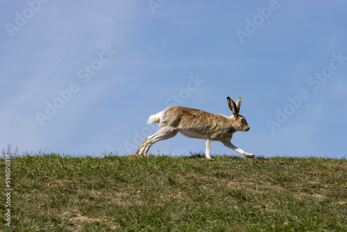 side profile of rabbit running across grass with blue sky background behind him
