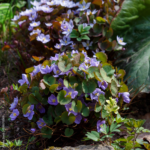 Dubious kosoplodnik or Dubious Jeffersonia ( lat. Plagiorhegma dubium ) in spring time photo