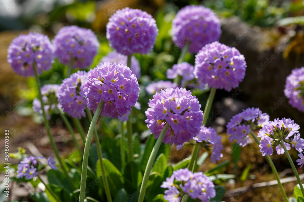 Primula denticulata (drumstick primula) in rock garden in spring time