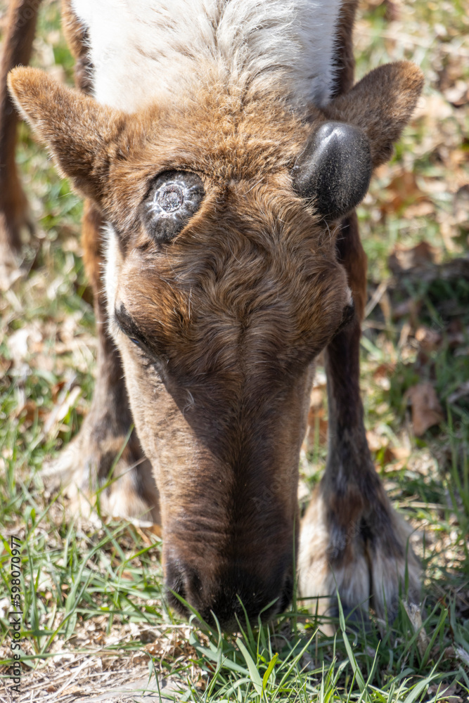 top of reindeer head showing one antler freshly dropped and one antler starting to grow back top of reindeer head showing one antler freshly dropped and one antler starting to grow back