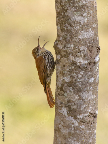 Scaled Woodcreeper- Lepidocolaptes squamatus -  arapaçu-escamoso 