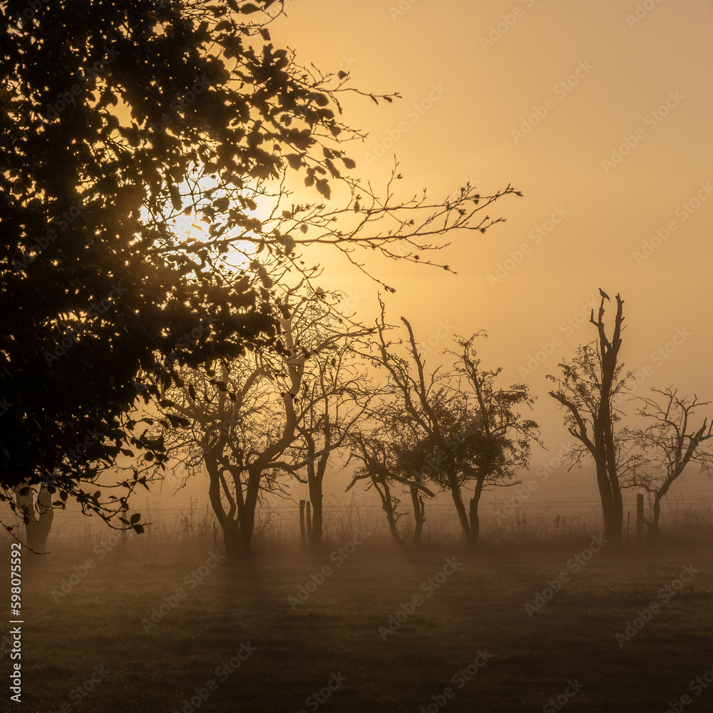 Misty and frosty sunrise through the trees. Misty and frosty sunrise through the trees.