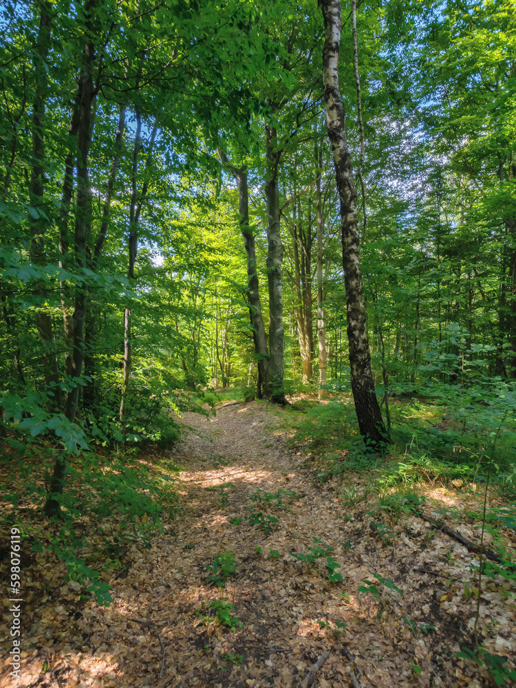 Fototapeta premium adventure in deciduous woods. countryside tourism concept
