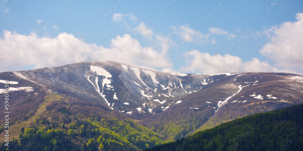 carpathian mountains nature background in spring. landscape with snowcapped hill in morning light