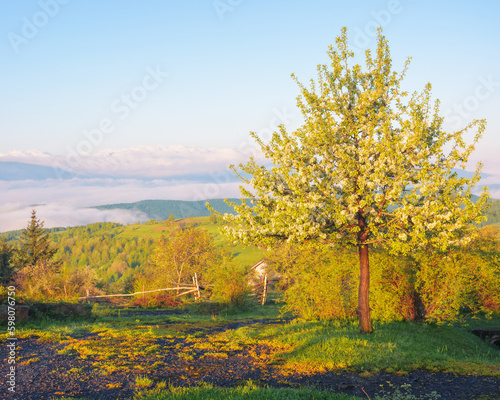 countryside scenenry with apple tree in blossom. rural scenery of carpathian mountains. sunny day with clouds on the sky