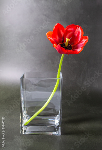 red tulip in a vase on dark background