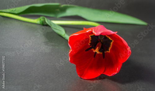 red tulip on black
