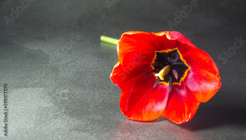 red tulip on black background
