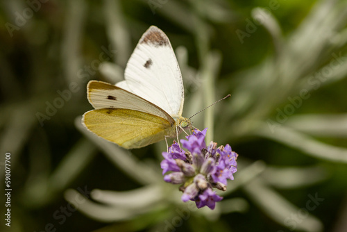 farfalla cavolaia posatta su fiore di lavanda photo