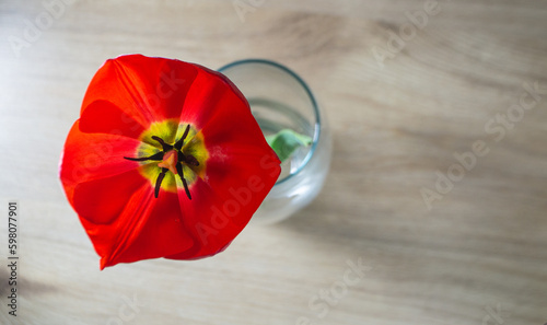 red tulip in vase on wooden background