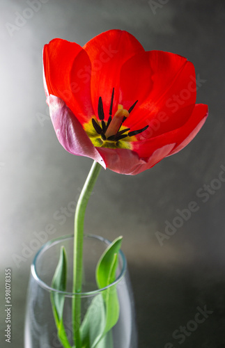 red tulip in vase