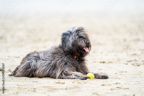 Shaggy Dog Running with a Ball on the Beach