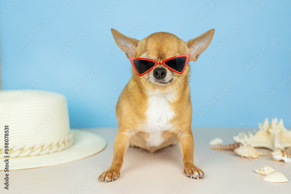 A red chihuahua dog in stylish red sunglasses on a blue background, a straw hat and shells. Sale, advertising, travel, discount, special offer, shops, advertising business concept. Copy space for text