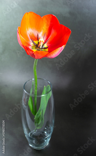 tulip in vase
