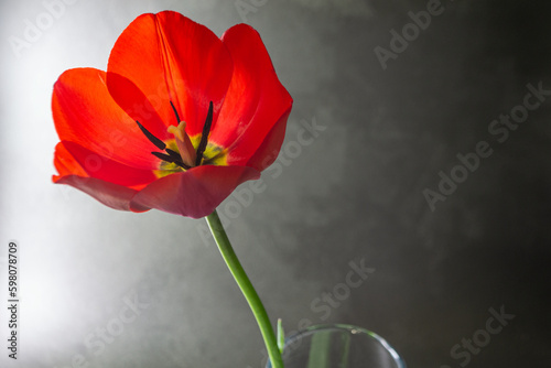 red tulip on black background